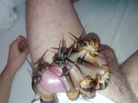 More snails, more cum